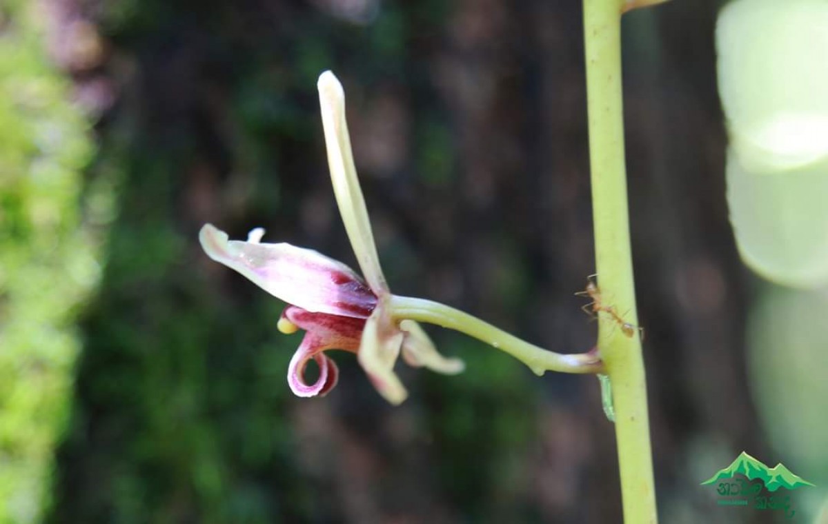 Cymbidium aloifolium (L.) Sw.